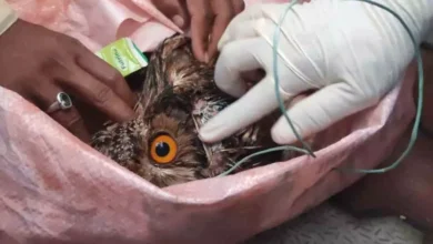 CG,घायल उल्लू , पशु प्रेमी ,डॉक्टरों ,CG, injured owl, animal lovers, doctors,