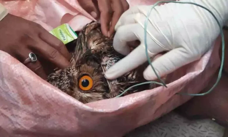 CG,घायल उल्लू , पशु प्रेमी ,डॉक्टरों ,CG, injured owl, animal lovers, doctors,