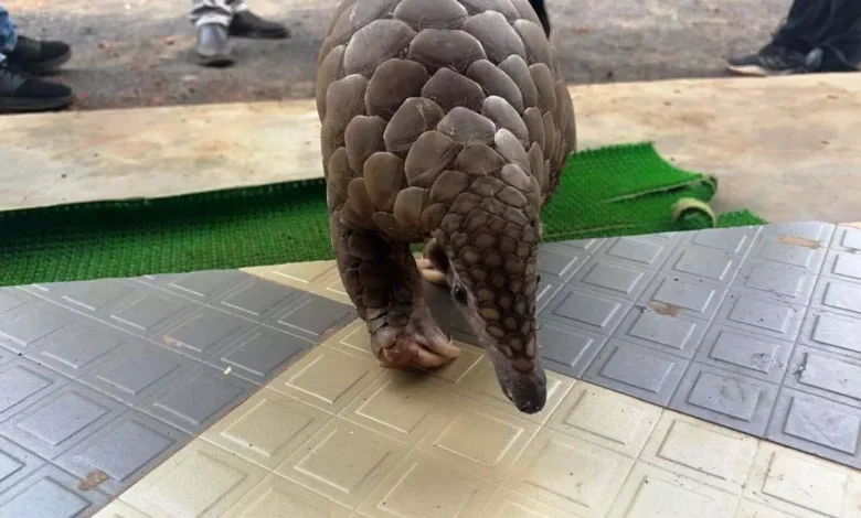 वन विभाग , बडी कार्यवाही, 4 अन्तर्राज्यीय, तस्कर गिरफ्तार, Raipur , रायपुर,Forest department, big action, 4 interstate smugglers arrested, Raipur, Raipur,