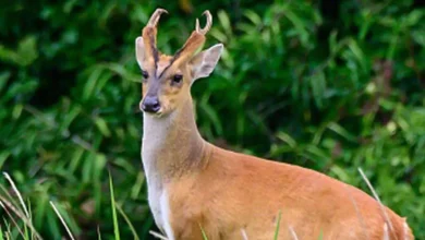 हिरण का शिकार, रेंजर , गरियाबंद, Gariaband News, जंगल , मनुष्यों , अतिक्रमण , वन्य जीव असहाय,Deer hunting, Ranger, Gariaband, Gariaband News, forest, humans, encroachment, wild animals helpless,