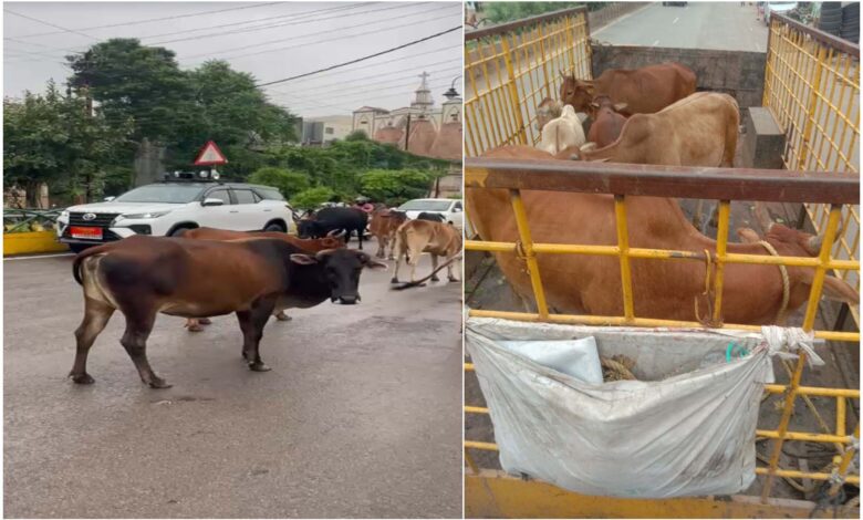 नगर निगम का दावा फेल? प्रमुख मार्गों पर फिर दिखे आवारा मवेशी
